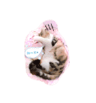Lingo's caramel（個別スタンプ：10）