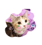 Lingo's caramel（個別スタンプ：11）