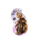 Lingo's caramel（個別スタンプ：12）