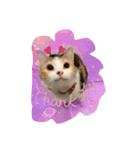 Lingo's caramel（個別スタンプ：13）