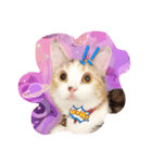 Lingo's caramel（個別スタンプ：14）