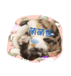 Lingo's caramel（個別スタンプ：15）