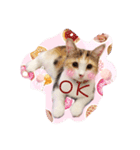Lingo's caramel（個別スタンプ：16）