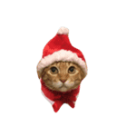 Jingle Meow（個別スタンプ：1）