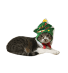 Jingle Meow（個別スタンプ：3）