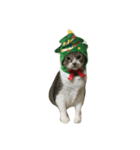 Jingle Meow（個別スタンプ：4）