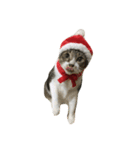 Jingle Meow（個別スタンプ：5）