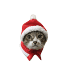 Jingle Meow（個別スタンプ：7）