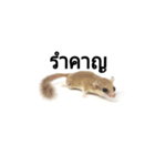 PAJ JU BAN ＆ GA TUN HUN（個別スタンプ：10）