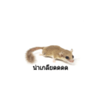 PAJ JU BAN ＆ GA TUN HUN（個別スタンプ：13）