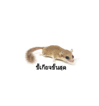 PAJ JU BAN ＆ GA TUN HUN（個別スタンプ：15）