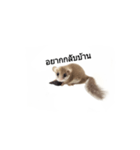 PAJ JU BAN ＆ GA TUN HUN（個別スタンプ：27）