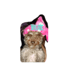 Dog I love（個別スタンプ：1）