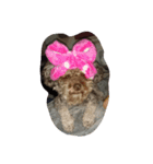 Dog I love（個別スタンプ：4）