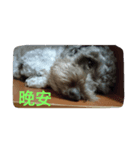 Dog I love（個別スタンプ：8）