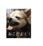 サスケ15（個別スタンプ：11）