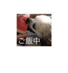 サスケ15（個別スタンプ：12）
