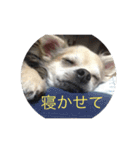 サスケ15（個別スタンプ：15）