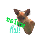 LolyDog.（個別スタンプ：1）