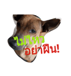 LolyDog.（個別スタンプ：2）