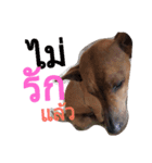 LolyDog.（個別スタンプ：4）