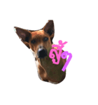LolyDog.（個別スタンプ：5）