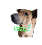 LolyDog.（個別スタンプ：6）