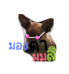 LolyDog.（個別スタンプ：7）