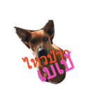 LolyDog.（個別スタンプ：8）