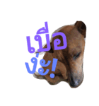 LolyDog.（個別スタンプ：9）
