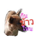 LolyDog.（個別スタンプ：10）