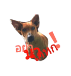 LolyDog.（個別スタンプ：11）