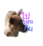 LolyDog.（個別スタンプ：12）