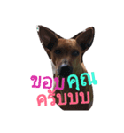LolyDog.（個別スタンプ：13）