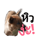 LolyDog.（個別スタンプ：14）