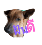 LolyDog.（個別スタンプ：15）