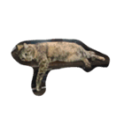 Cat my home（個別スタンプ：1）