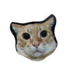 Cat my home（個別スタンプ：3）