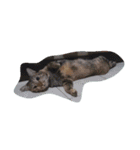 Cat my home（個別スタンプ：5）
