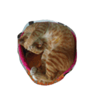 Cat my home（個別スタンプ：11）