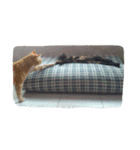 Cat my home（個別スタンプ：12）