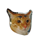Cat my home（個別スタンプ：13）
