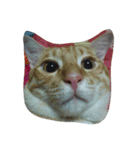 Cat my home（個別スタンプ：15）