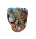 Cat my home（個別スタンプ：18）