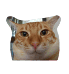 Cat my home（個別スタンプ：19）