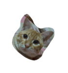 Cat my home（個別スタンプ：20）