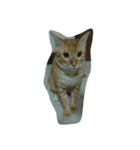 Cat my home（個別スタンプ：24）