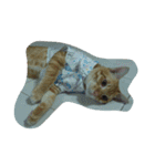 Cat my home（個別スタンプ：26）