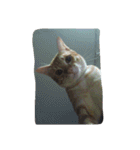 Cat my home（個別スタンプ：27）
