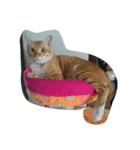 Cat my home（個別スタンプ：28）